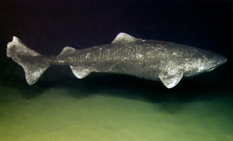 Forbløffende funn om håkjerring