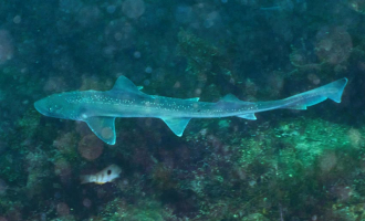 Forskning: Kan haier lage lyd?