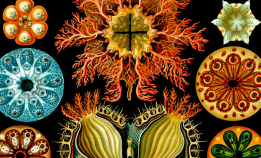 Utrolige plansjer fra 1800-tallet