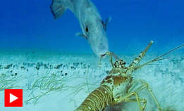 Avtrekkerfisk mot languster