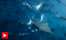 Samarbeider om å skaffe mat