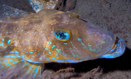 Fløyfisken er en artig krabat