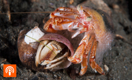 Podcast: Variert sex i havet