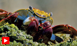 Murene og blekksprut jakter på land