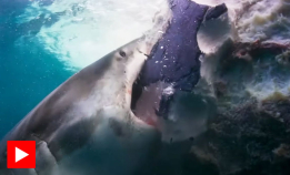 Se haiene fråtse i hvalspekk