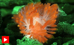 Er de havets mest glamorøse?