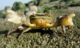 Over 40 fremmede marine arter