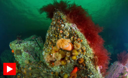 Scooterdykk på Muren i Drøbak