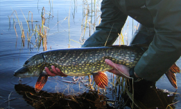 Fremmed fisk utgjør risiko