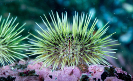 Fra problemer til ressurser?