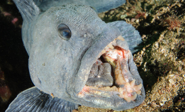 Villbass med kraftige kjever