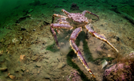 Naturen i endring: Arter på flyttefot