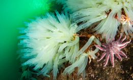 Økt selvforsyning med nye marine arter?