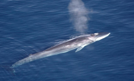 Finnhval på sterk fremmarsj