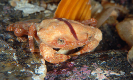 Disse kan du se når du dykker