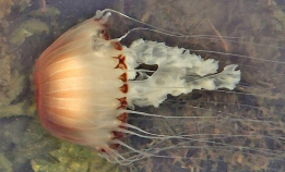 Nå kan du se kompassmanet