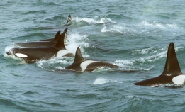 Hvalsafari på hvalenes premisser