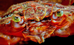 Bli med Nemo på tirsdagsdykk