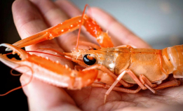 Kan dykkere fange sjøkreps?