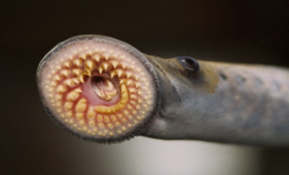 Vi vet lite om ferskvannsfisk