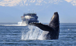 Mer støy er dårlig nytt for hval