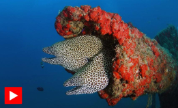 Herlige Oman: Sultans of Scuba