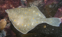 God matfisk med røde flekker