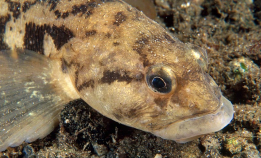 Ålekvabben er noe for seg selv