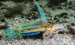 Peniskamper og sniking: Slik flørter de i havet