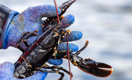 Vil frede hummeren i Tvedestrand