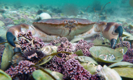 Vil ha økt minstemål på krabber