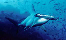 Den mystiske øya i Stillehavet