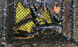 Tusenvis av nye spøkelsesteiner