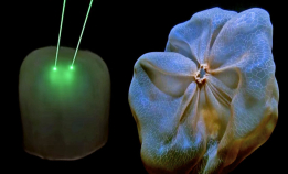 Er dette verdens rareste manet?