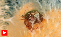 Dykkelykke i Austerstraumen