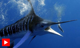 Se hvordan seilfisken jakter