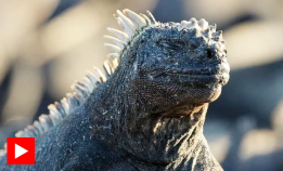 Må skaffe mat på en halvtime