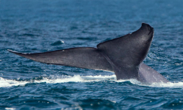 Skipstrafikk lager trøbbel for blåhval