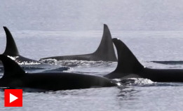 Kan vågehvalen unnslippe?