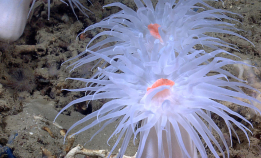 Tenk på en art du aldri har hørt om