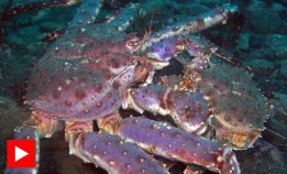 Se kongekrabben skifte skall