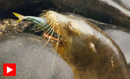 Samarbeider om å jakte på fisk