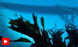 Bli med under Tjeldsundbrua