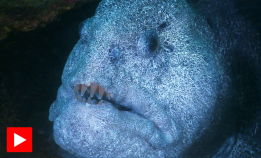 Steinbitens fetter i Stillehavet