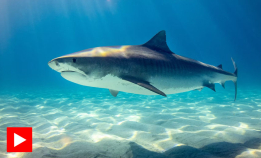 Lurer seg unna tigerhaien