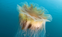 Brennmaneten er vakker, men giftig