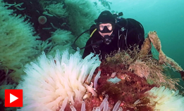 Herlig dykking i Midt-Norge