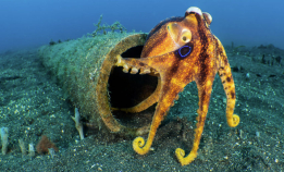 Blinkskudd fra Island og Filippinene