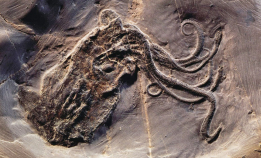 Noe mangler blant fossilene