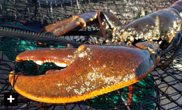 Jakten på svart hummer